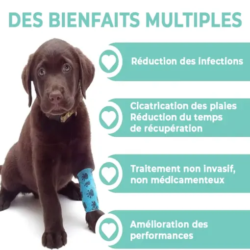 Appareil de luminothérapie photothérapie à lumière rouge pour chats et chiens – Image 3