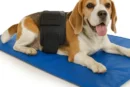 Ceinture de luminothérapie photothérapie à lumière rouge LED pour animaux