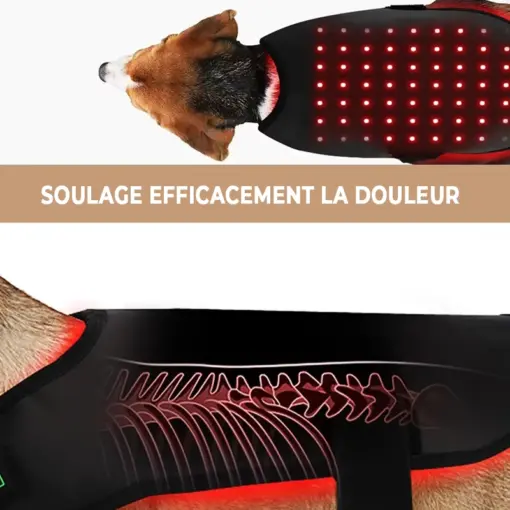 Ceinture de luminothérapie photothérapie à lumière rouge pour chats et chiens – Image 5
