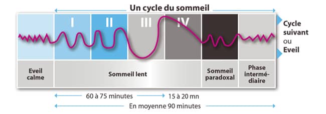 Illustration et schéma des cycles du sommeil