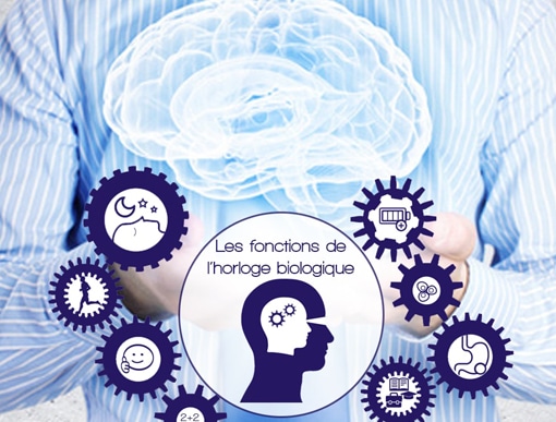 Les fonctions de l'horloge biologique