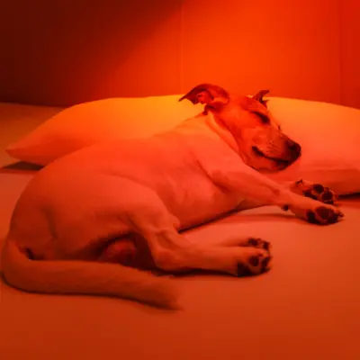 Lampe infrarouge à lumière rouge