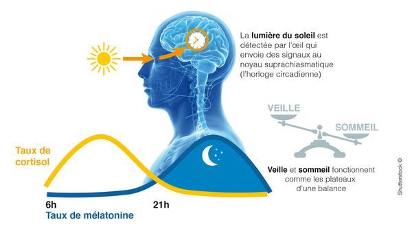 lumiere Chronobiologie