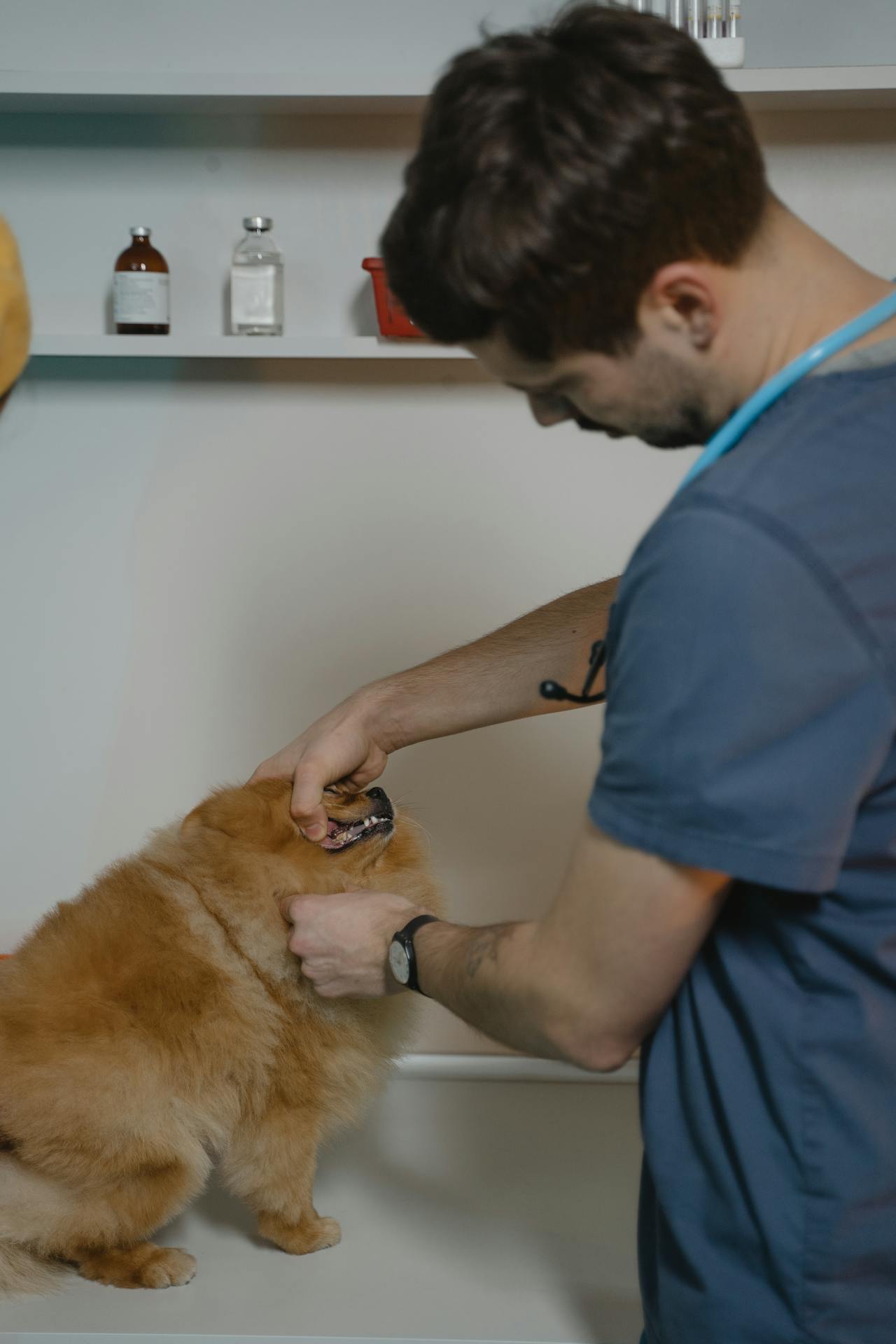 Luminothérapie pour chiens et chats : photobiomodulation vétérinaire