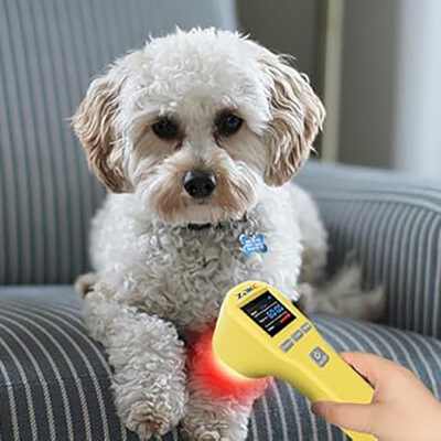 Appareil de luminothérapie photothérapie à lumière rouge pour chats et chiens