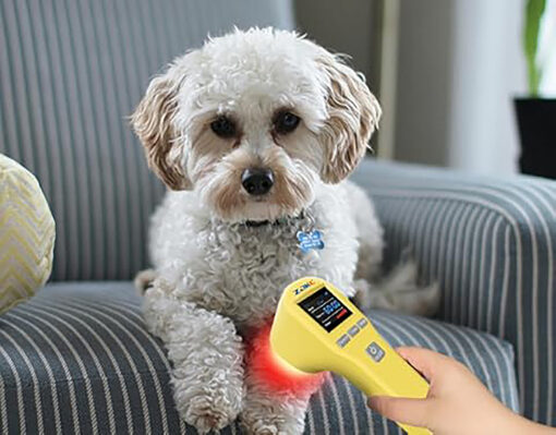 Appareil de luminothérapie photothérapie à lumière rouge pour chats et chiens