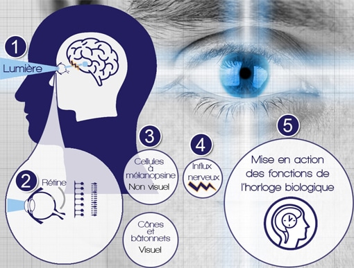 Circuit de la lumière de l'oeil à l'horloge biologique